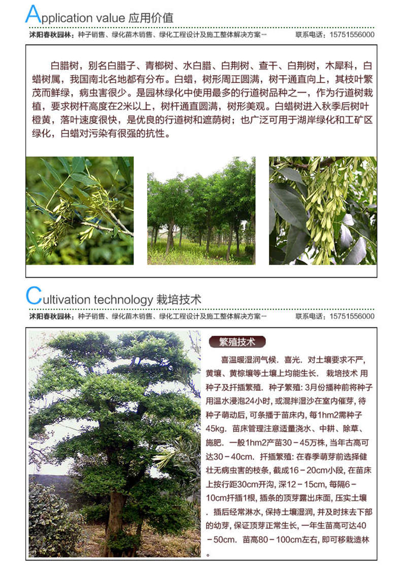白蠟種子應(yīng)用價(jià)值及種植技術(shù)