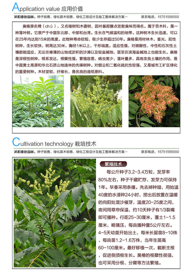 臭椿種子應(yīng)用價值及種植技術(shù)