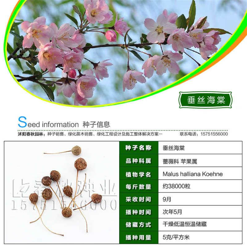 垂絲海棠種子基本信息