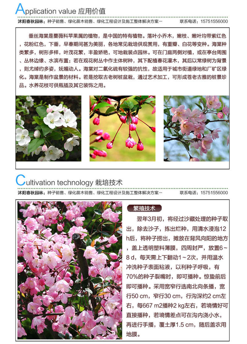 垂絲海棠種子應(yīng)用價(jià)值及種植技術(shù)