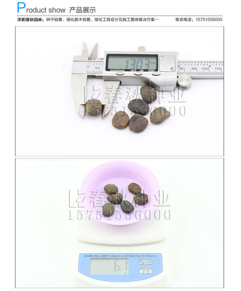 格木種子銷售參考價(jià)格