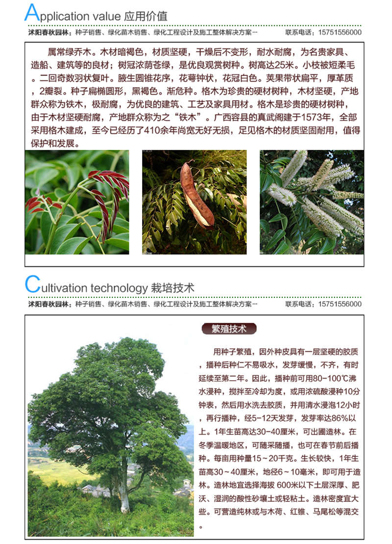 格木種子應(yīng)用價(jià)值及種植技術(shù)
