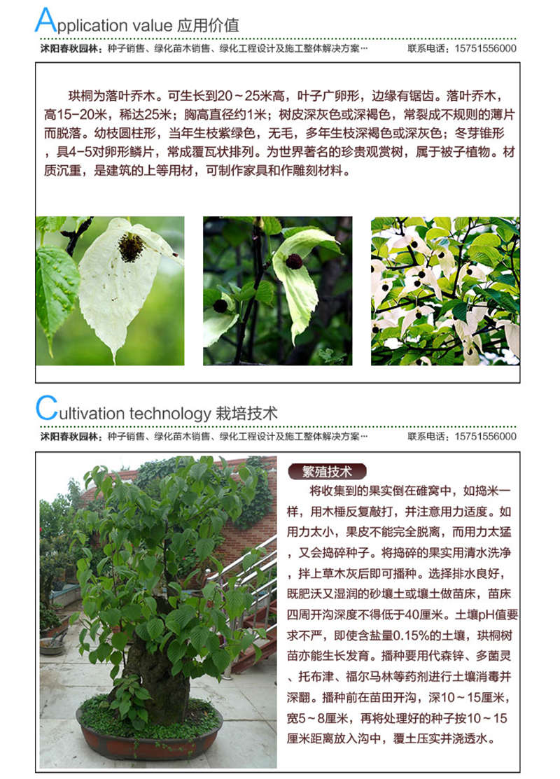 珙桐種子應(yīng)用價值及種植技術(shù)