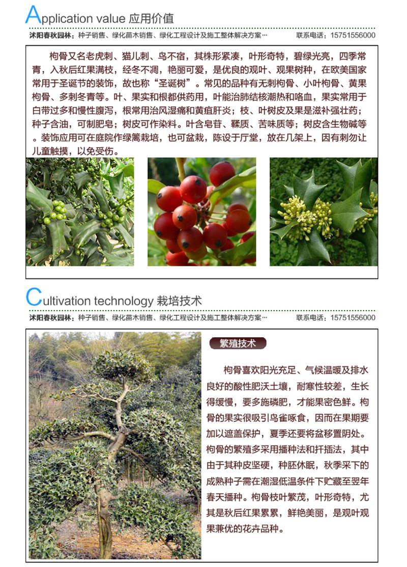 枸骨種子應用價值及種植技術