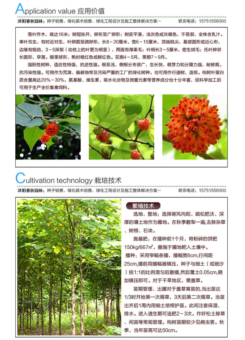 構(gòu)樹種子應(yīng)用價值及種植技術(shù)