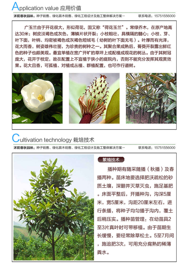 廣玉蘭種子應用價值及種植技術