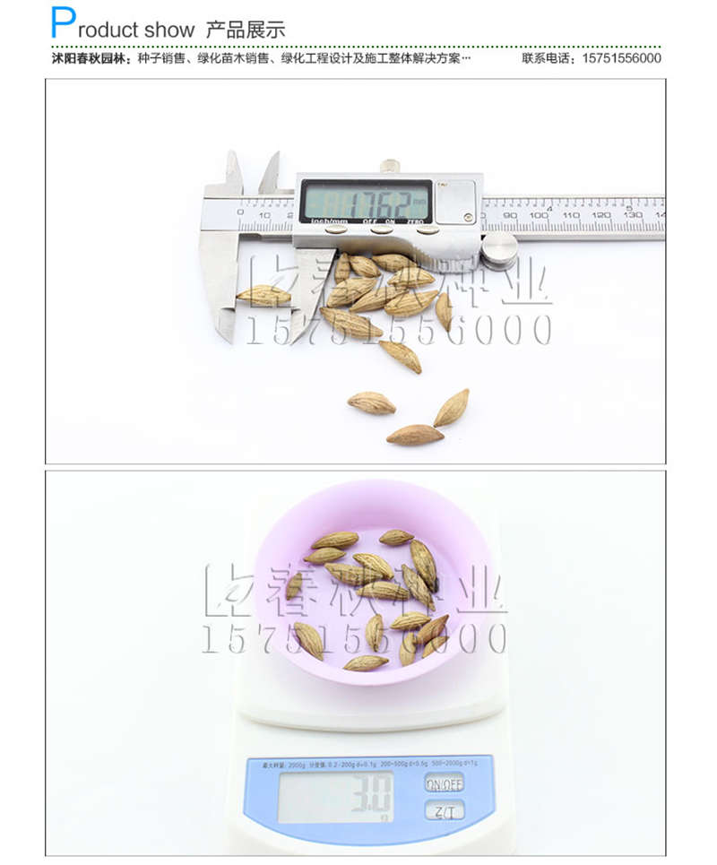 桂花種子銷售參考價(jià)格