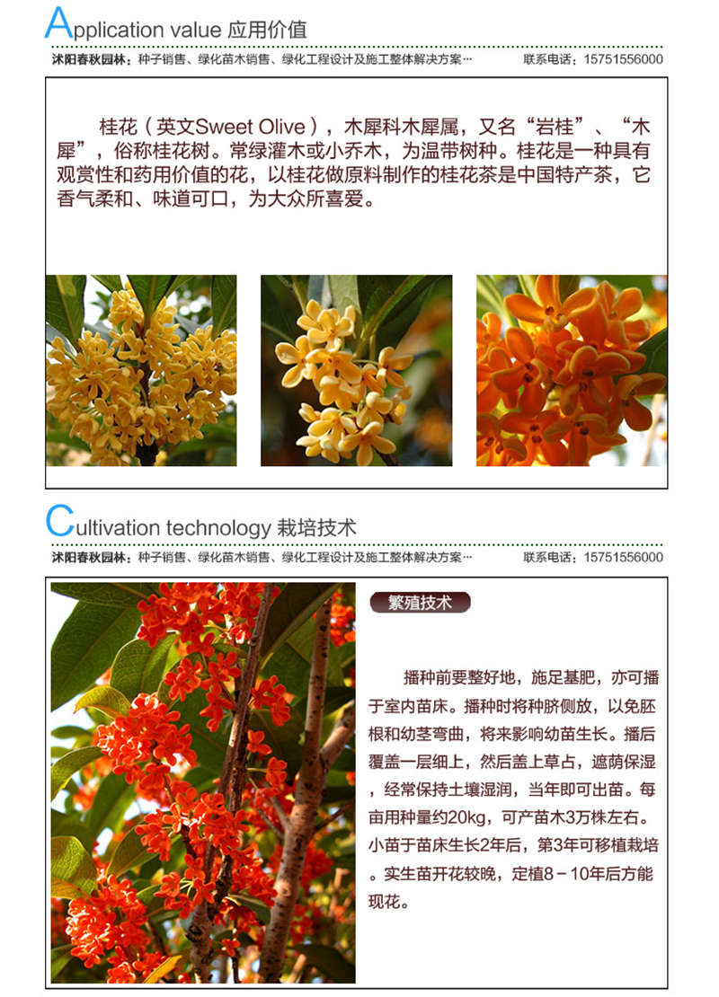 桂花種子應(yīng)用價(jià)值及種植技術(shù)