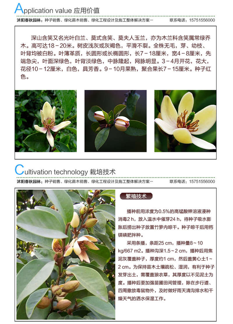 含笑種子應(yīng)用價(jià)值及種植技術(shù)