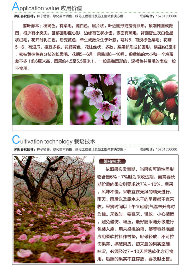 紅心桃種子應(yīng)用價(jià)值及種植技術(shù)