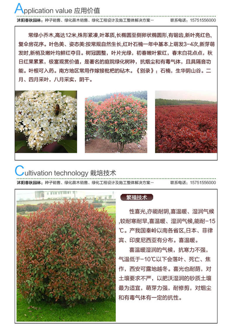 紅葉石楠種子應(yīng)用價(jià)值及種植技術(shù)