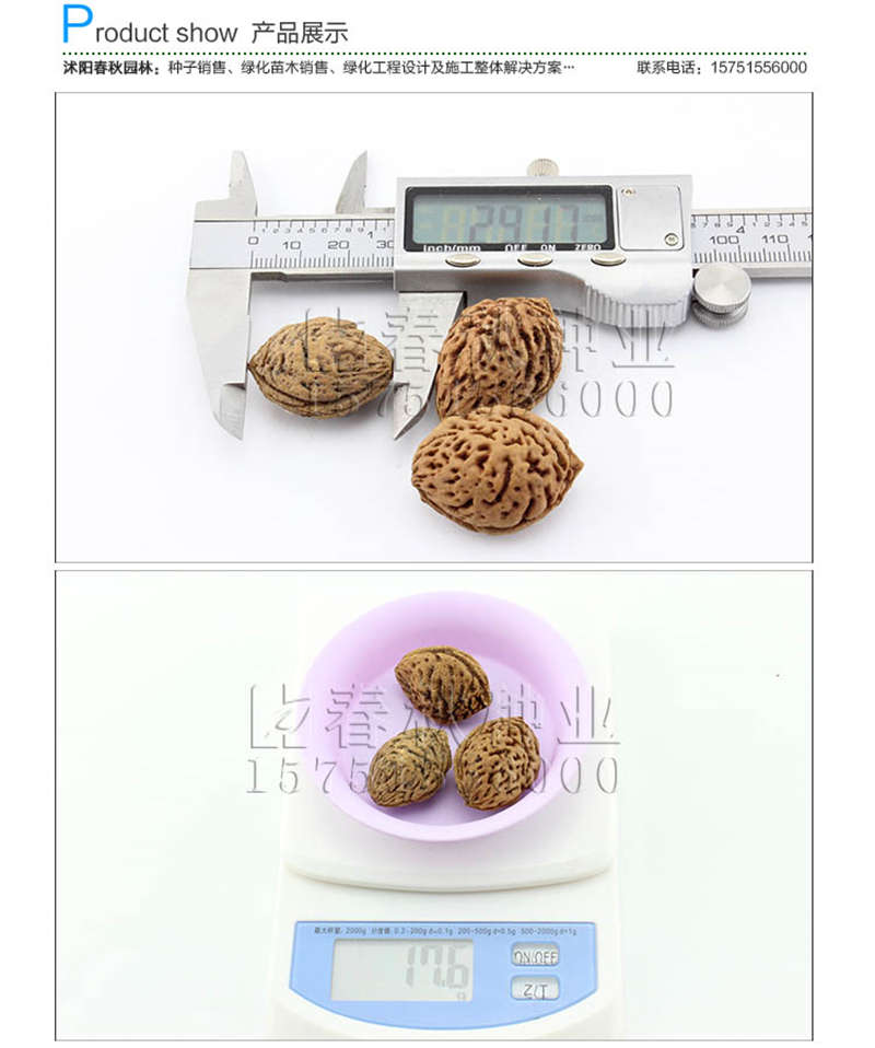 紅葉桃種子銷售參考價(jià)格