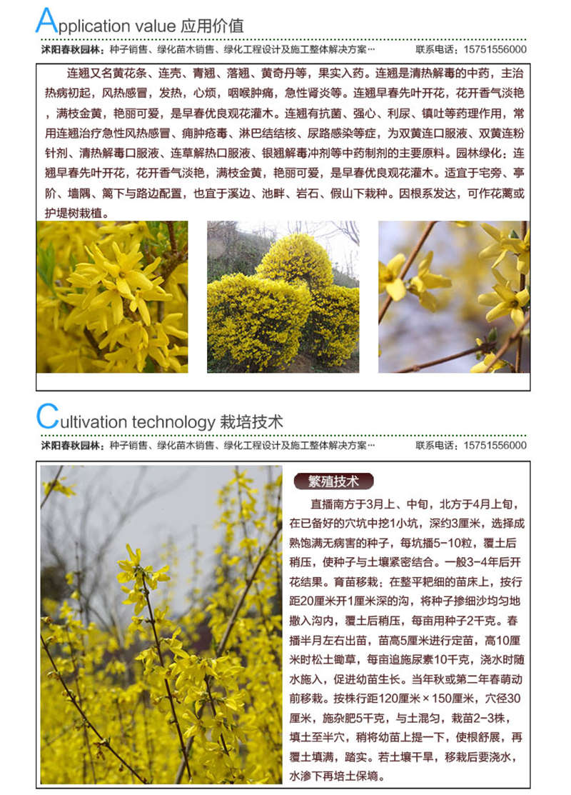 連翹種子應(yīng)用價(jià)值及種植技術(shù)