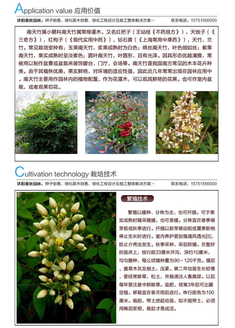南天竹種子應(yīng)用價(jià)值及種植技術(shù)
