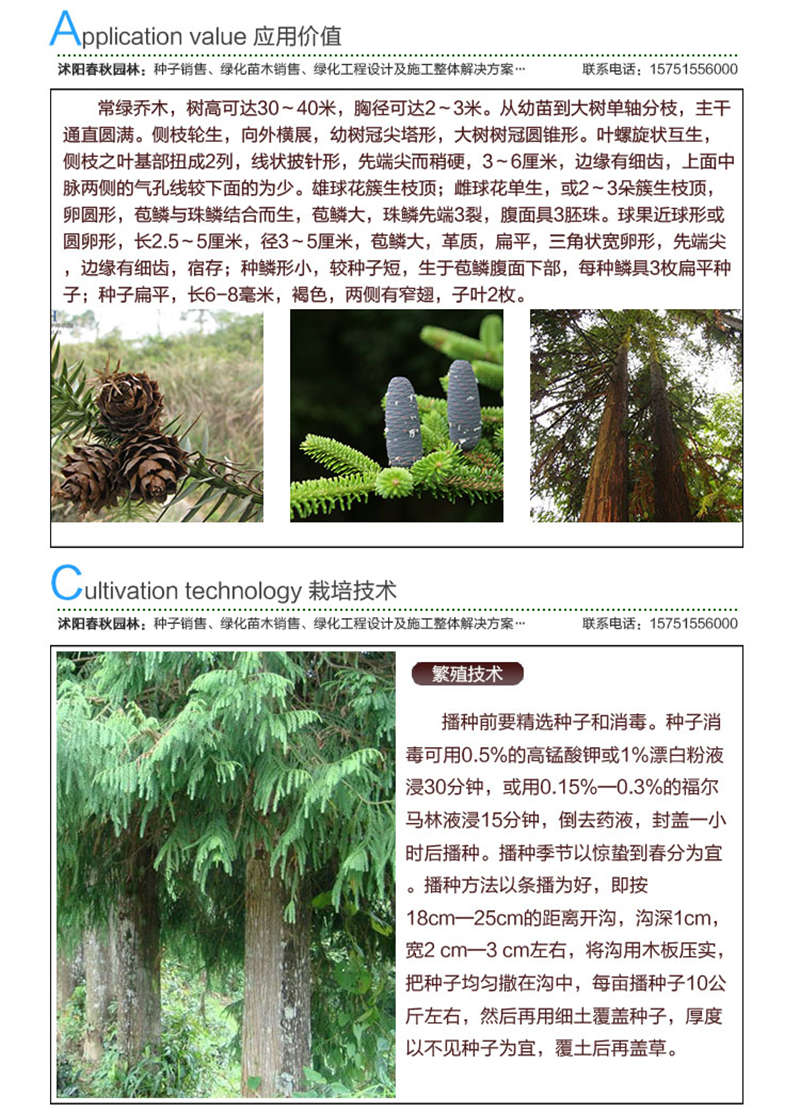杉木種子應(yīng)用價值及種植技術(shù)