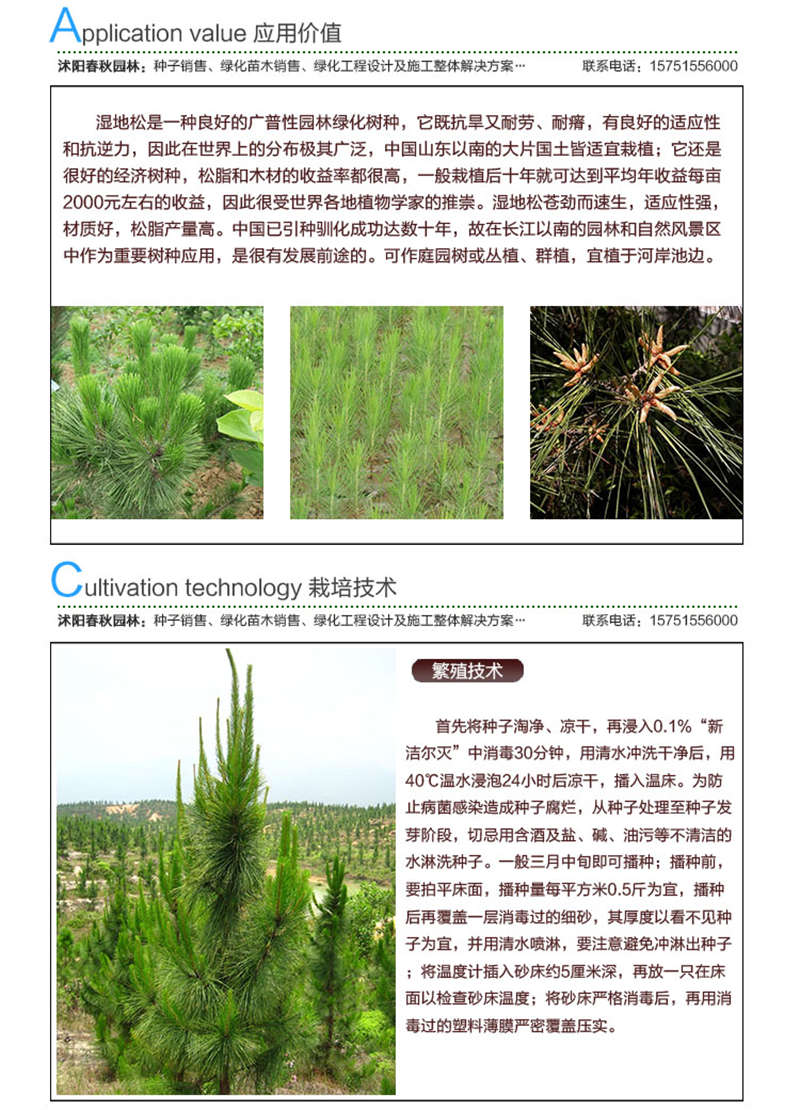 濕地松種子應(yīng)用價(jià)值及種植技術(shù)