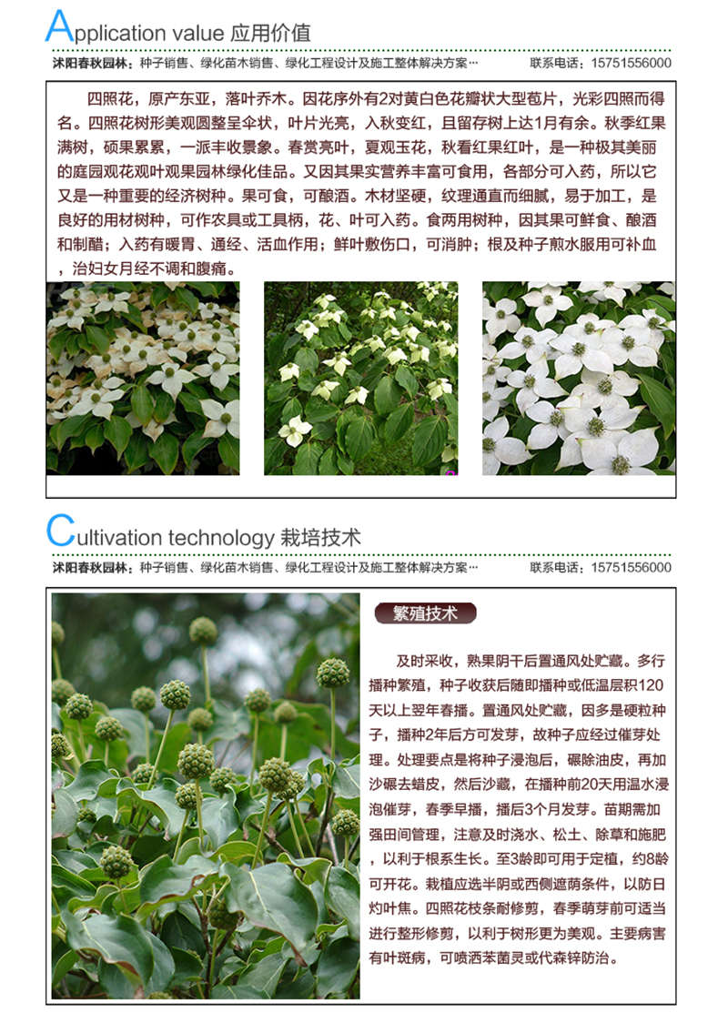 四照花種子應用價值及種植技術