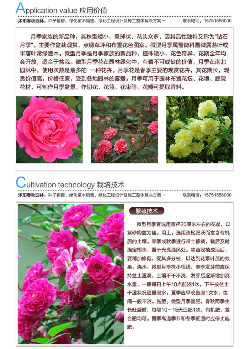 微型月季(帶皮)種子應(yīng)用價值及種植技術(shù)