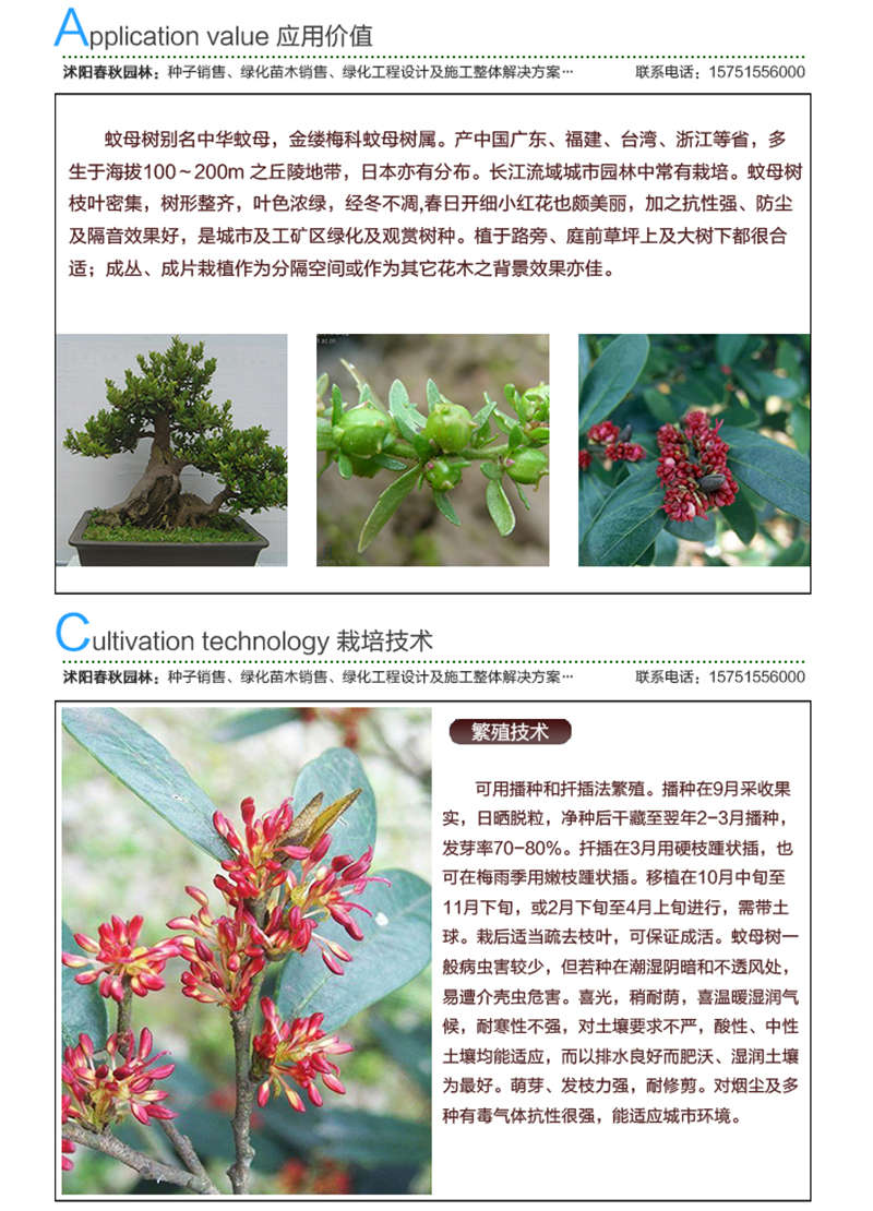 蚊母種子應(yīng)用價值及種植技術(shù)