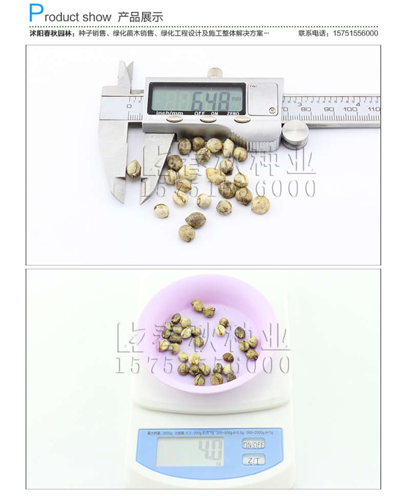 烏桕種子銷售參考價(jià)格