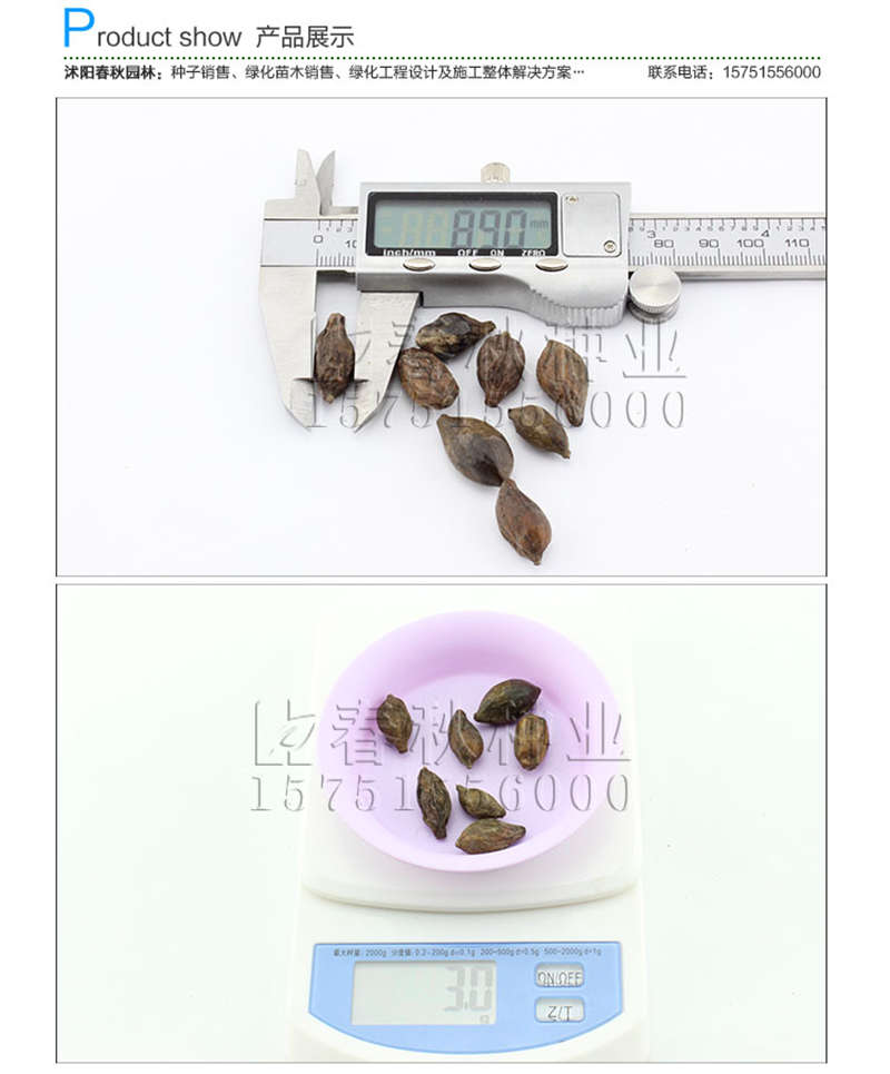 小葉欖仁種子銷售參考價(jià)格