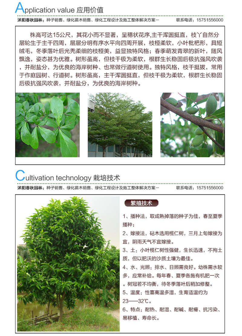 小葉欖仁種子應(yīng)用價(jià)值及種植技術(shù)