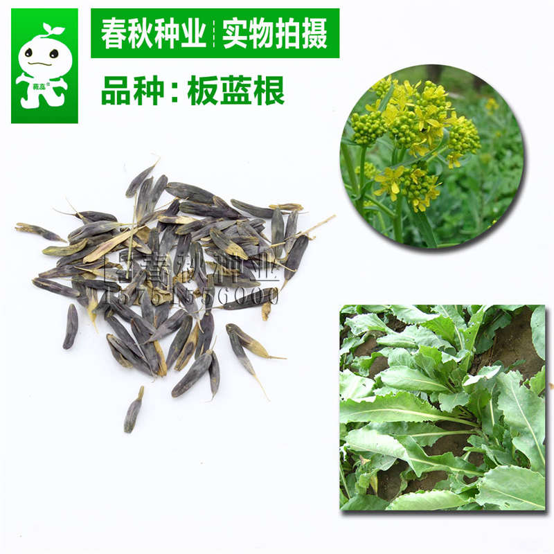 板藍根