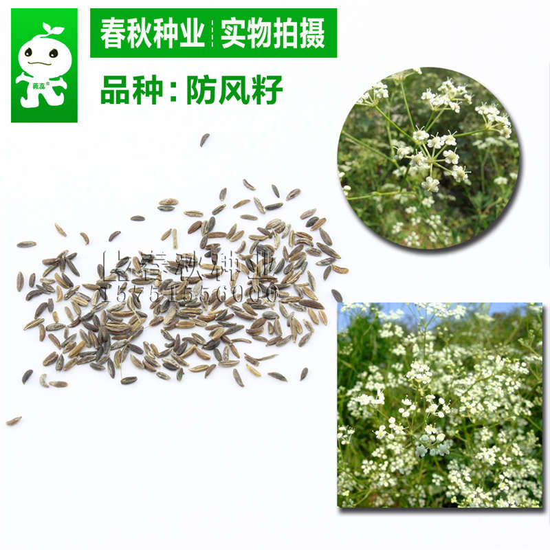 防風籽