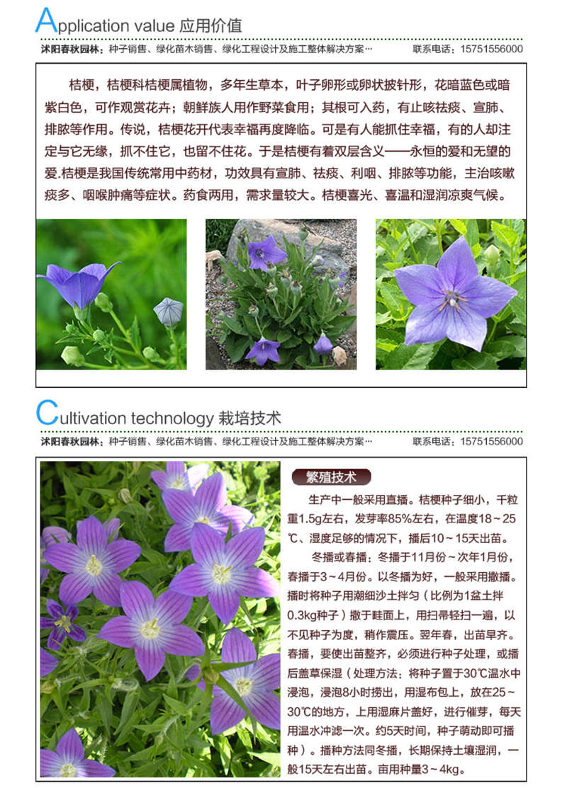 桔梗種子應(yīng)用價(jià)值及種植技術(shù)