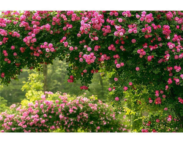 薔薇基本信息
